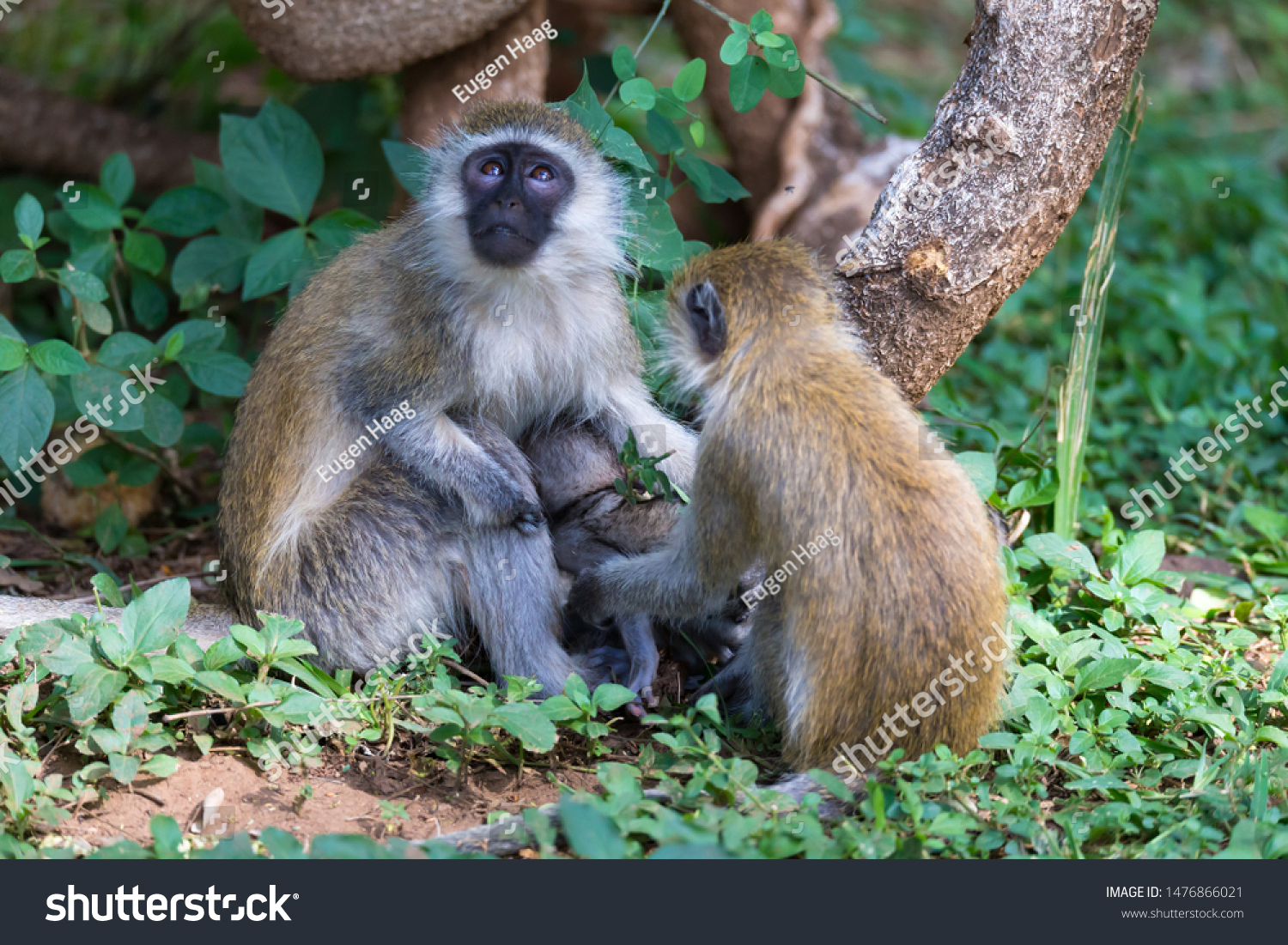 monkey苹果版(monkey苹果下载)-第2张图片-QuickQ官网