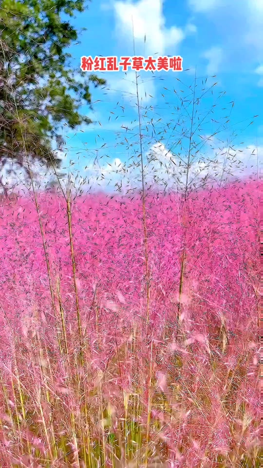 手机多多电脑版(多多市场pc端手机版下载)