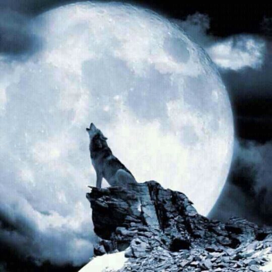 银月苍狼安卓直装版下载(银月苍狼精灵)-第1张图片-QuickQ官网