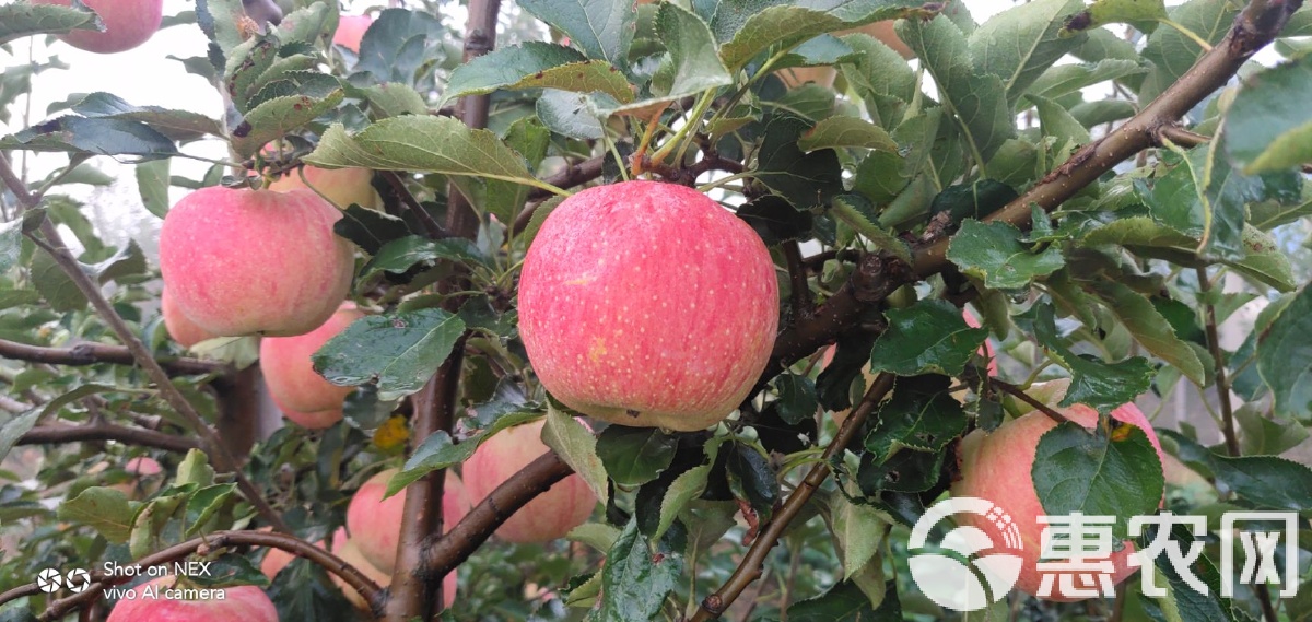 苹果荷兰版(荷兰苹果手机)-第1张图片-QuickQ官网 苹果荷兰版(荷兰苹果手机)-第1张图片-QuickQ官网