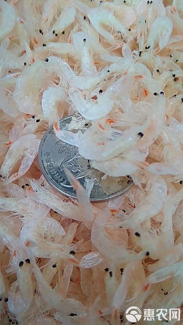 虾皮菲律宾手机版苹果版(虾皮app商家版下载菲律宾)-第5张图片-QuickQ官网