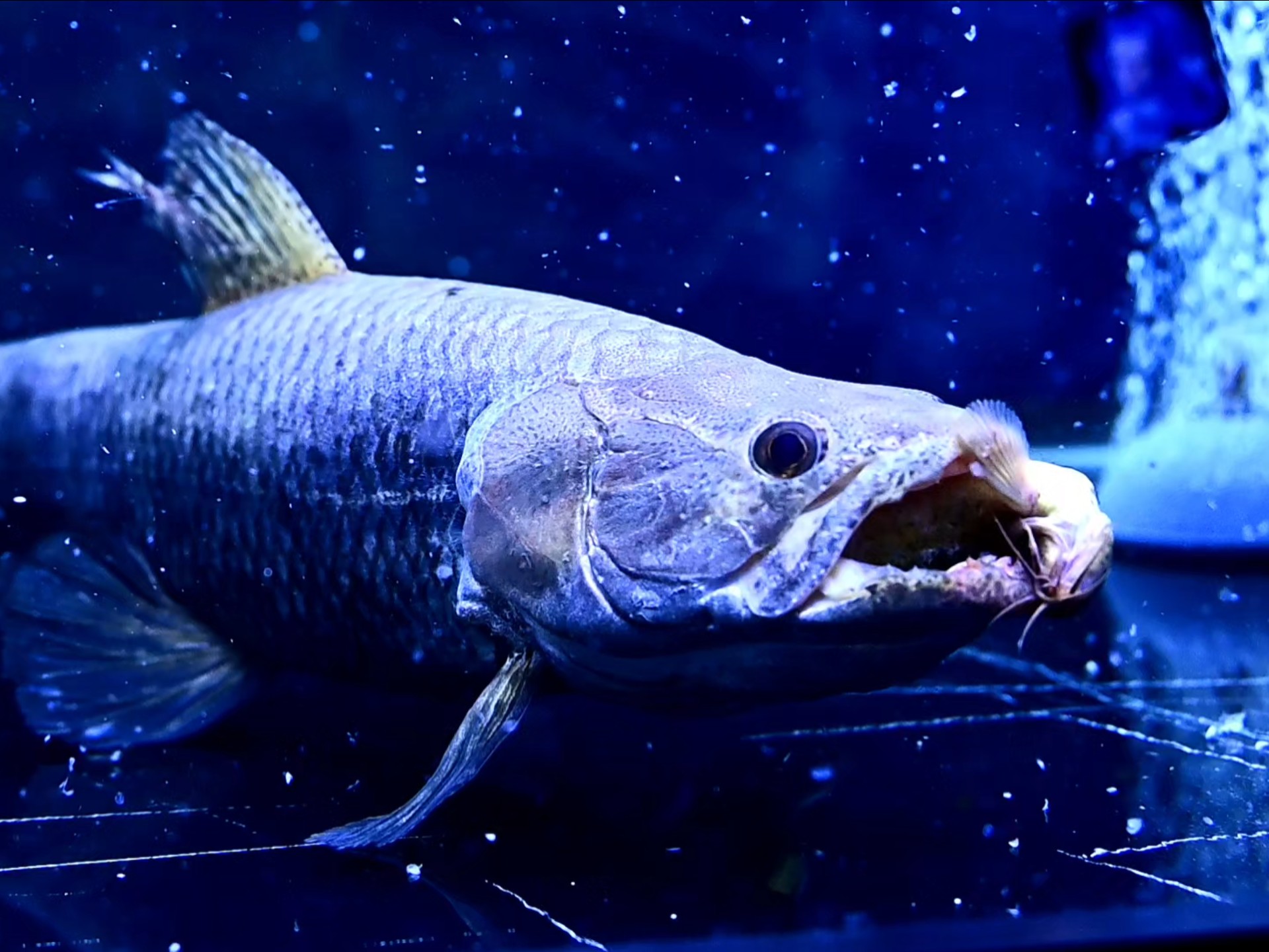 手机版方舟邓氏鱼属性(方舟生存进化手机版邓氏鱼有什么用)-第5张图片-QuickQ官网